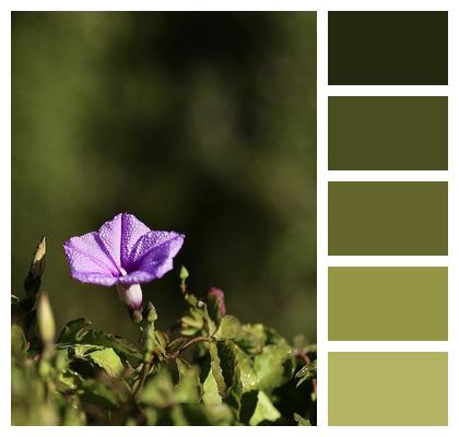 Purple Flowers Morning Glory Image